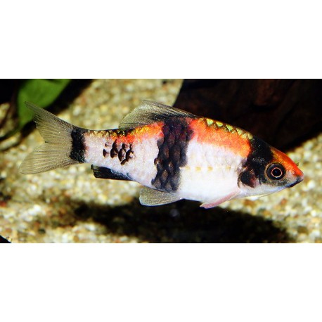 Haludaria fasciata. Barbo Panda