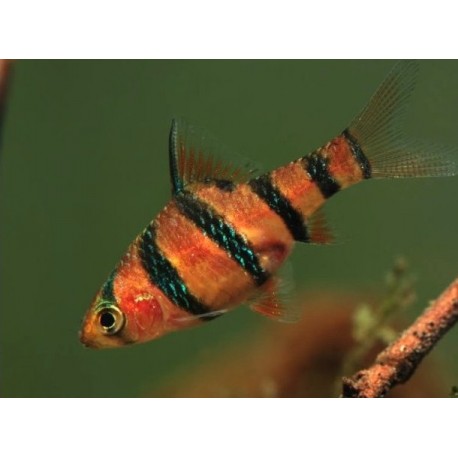 Desmopuntius pentazona. Barbo Pentazona