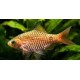 Puntius conchonius. Barbo Rosy diamante