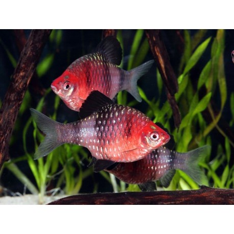 Pethia nigrofasciata. Barbo Rubi