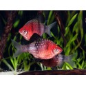 Pethia nigrofasciata. Barbo Rubi