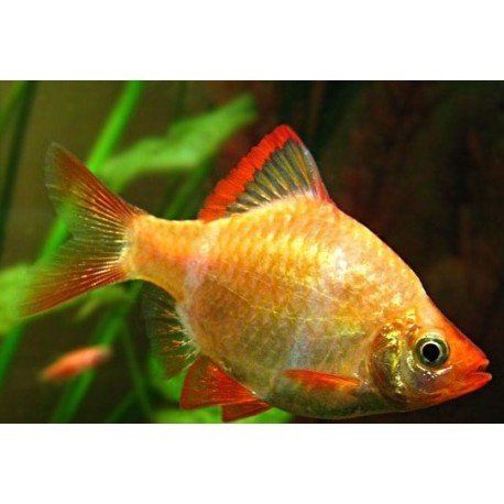 Puntius Tetrazona. Barbo Tetrazona. Oro