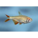 Hyphessobrycon anisitsi. Tetra Buenos Aires albino