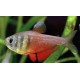 Hyphessobrycon flammeus. Tetra Llama