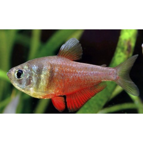 Hyphessobrycon flammeus. Tetra Llama