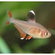 Hyphessobrycon rosaceus. Tetra Rosi