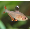 Hyphessobrycon rosaceus. Tetra Rosi