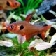 Hyphessobrycon sweglesi. Tetra Fantasma Rojo