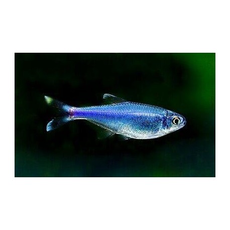 Boehlkea fredcochui. Tetra Azul Rey