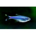 Boehlkea fredcochui. Tetra Azul Rey