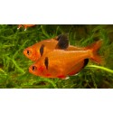 Hyphessobrycon eques. Tetra Serpae