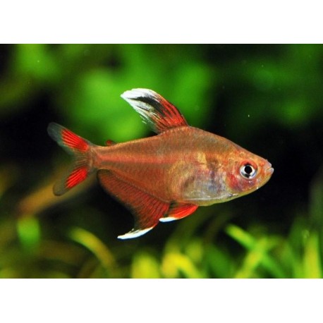 Hyphessobrycon rosaceus. Tetra Rosy Aleta Blanca
