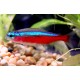 Paracheirodon axelrodi. Tetra Neon Cardenal