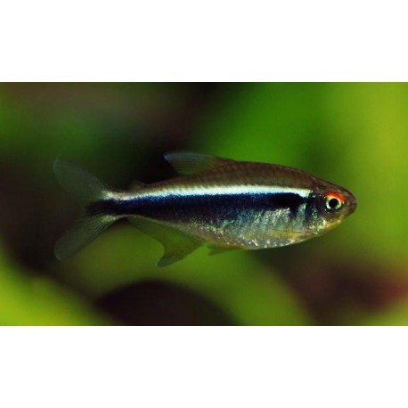 Hyphessobrycon Herbertaxelrodi. Neon negro