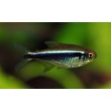 Hyphessobrycon Herbertaxelrodi. Neon negro