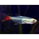 Prionobrama filigera. Tetra Cristal Cola Roja