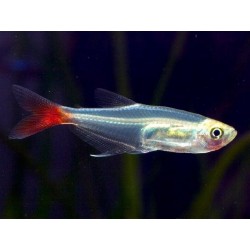 Prionobrama filigera. Tetra Cristal Cola Roja
