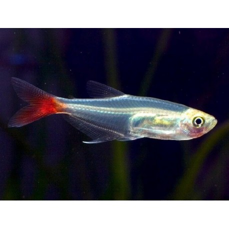 Prionobrama filigera. Tetra Cristal Cola Roja