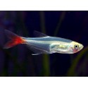 Prionobrama filigera. Tetra Cristal Cola Roja