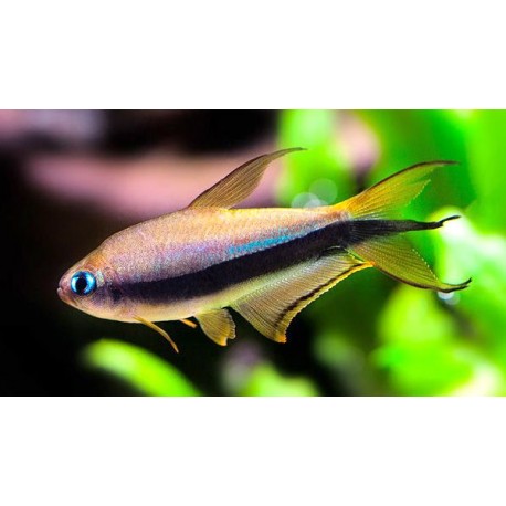 Nematobrycon palmeri. Tetra Emperador