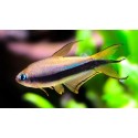 Nematobrycon palmeri. Tetra Emperador