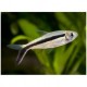 Thayeria boehlkei. Tetra Pingüino