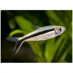 Thayeria boehlkei. Tetra Pingüino