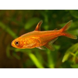 Hyphessobrycon amandae. Tetra Ember
