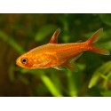 Hyphessobrycon amandae. Tetra Ember