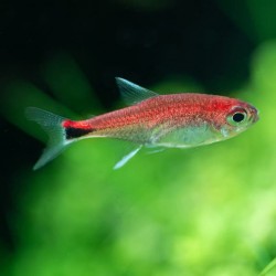 Axelrodia riesei. Tetra Rubí