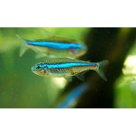 Paracheirodon simulans. Tetra neón verde
