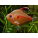 Hyphessobrycon erythrostigma. Tetra Corazón Sangrante
