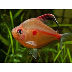 Hyphessobrycon erythrostigma. Tetra Corazón Sangrante
