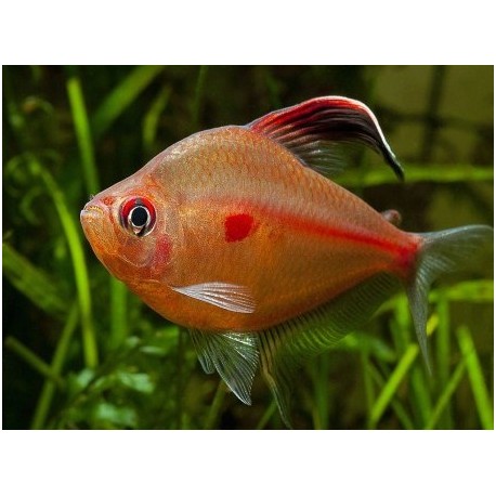 Hyphessobrycon erythrostigma. Tetra Corazón Sangrante