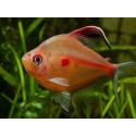 Hyphessobrycon erythrostigma. Tetra Corazón Sangrante