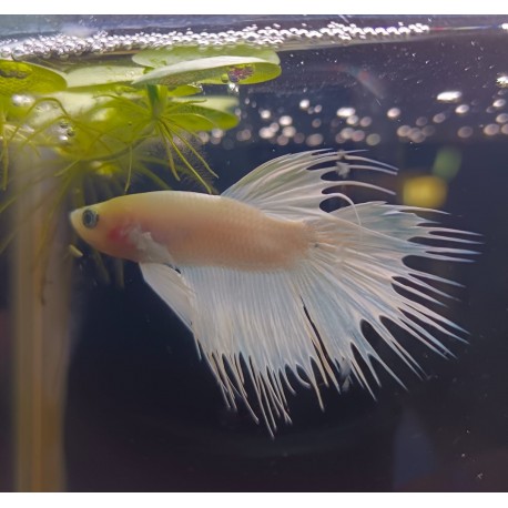 Betta Corona Blanco
