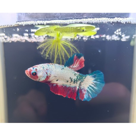Betta plackat koi