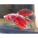 Betta Halfmoon Koi