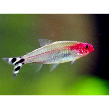 Hemigrammus rhodostomu. Borrachito