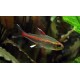 Hemigrammus erythrozonus. Neon Cobre