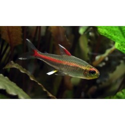 Hemigrammus erythrozonus. Neon Cobre