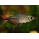 Hemigrammus Filamentosus. Tetra Filamentoso