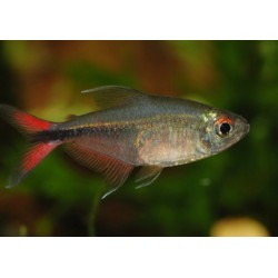 Hemigrammus Filamentosus. Tetra Filamentoso