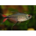 Hemigrammus Filamentosus. Tetra Filamentoso
