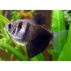 Gymnocorymbus ternetzi. Monjita