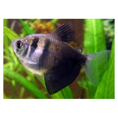 Gymnocorymbus ternetzi. Monjita