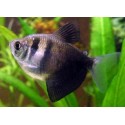 Gymnocorymbus ternetzi. Monjita