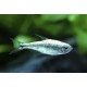Hemigrammus Armstrongi. Tetra Gota de Mercurio