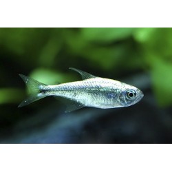 Hemigrammus Armstrongi. Tetra Gota de Mercurio