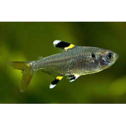 Pristella maxillaris. Tetra Rayos X